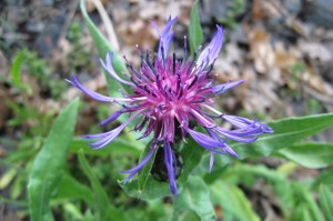 Centaurea montana (1) (1200 x 799)